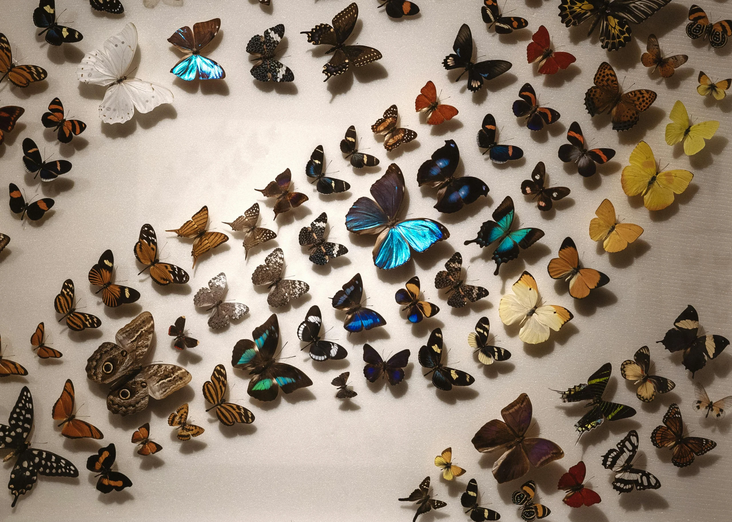 taxidermie prepareren vlinders