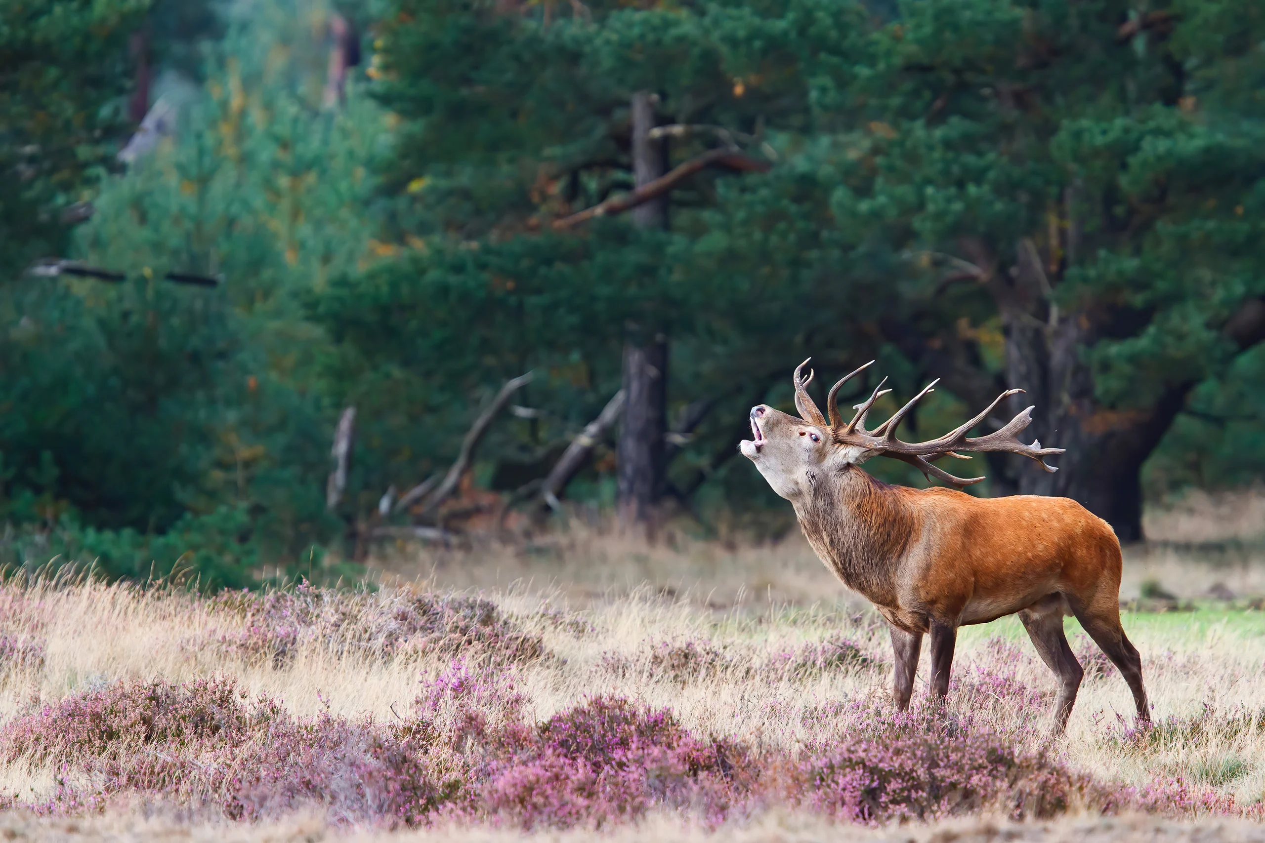Veluwe adventure