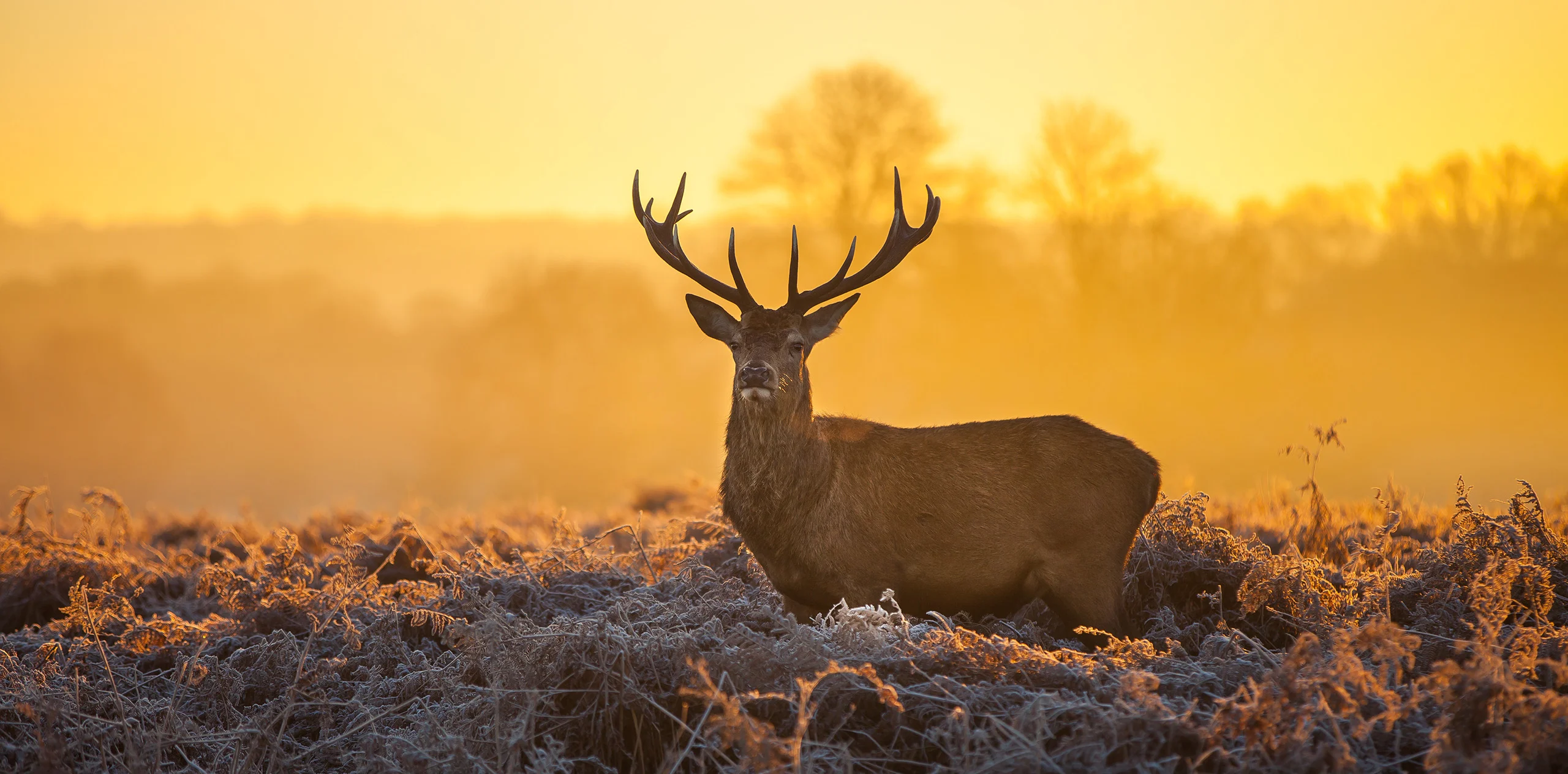 Veluwe Ultimate