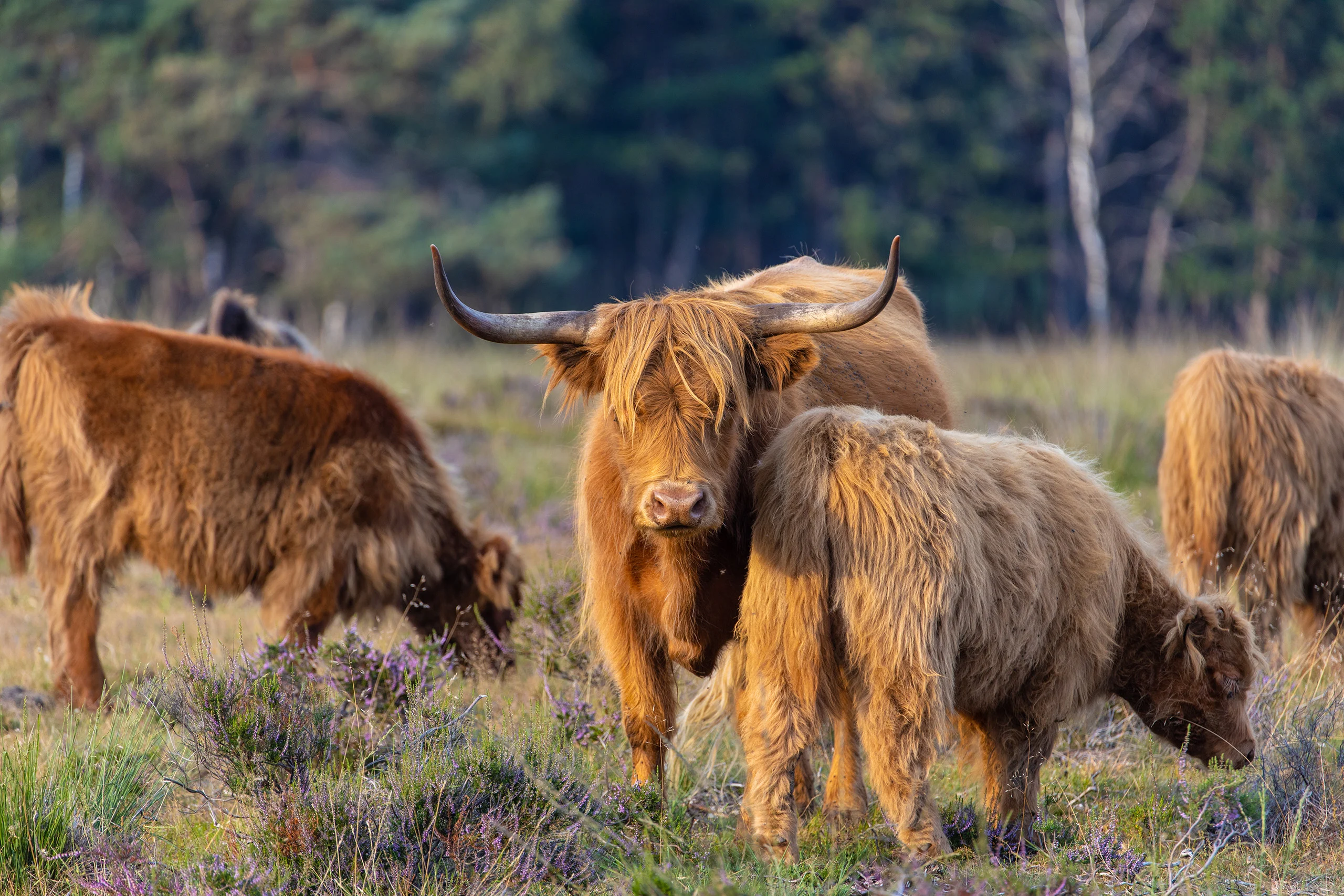 veluwe ultimate