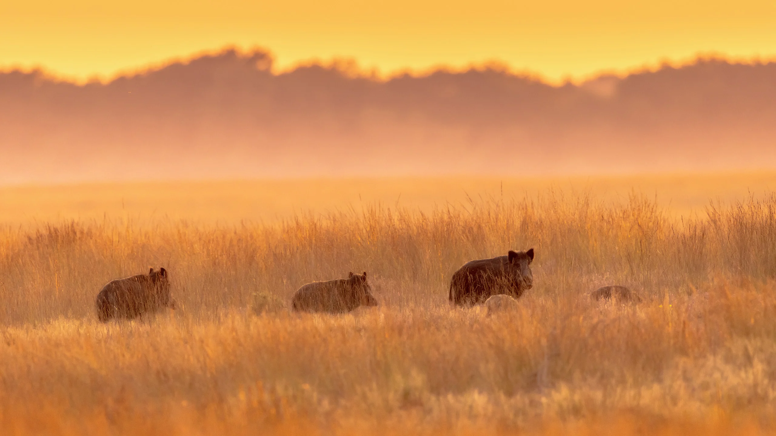 natuur gidsen